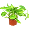 Gullranka lat. Epipremnum aureum Mix>Mäster Grön Outlet