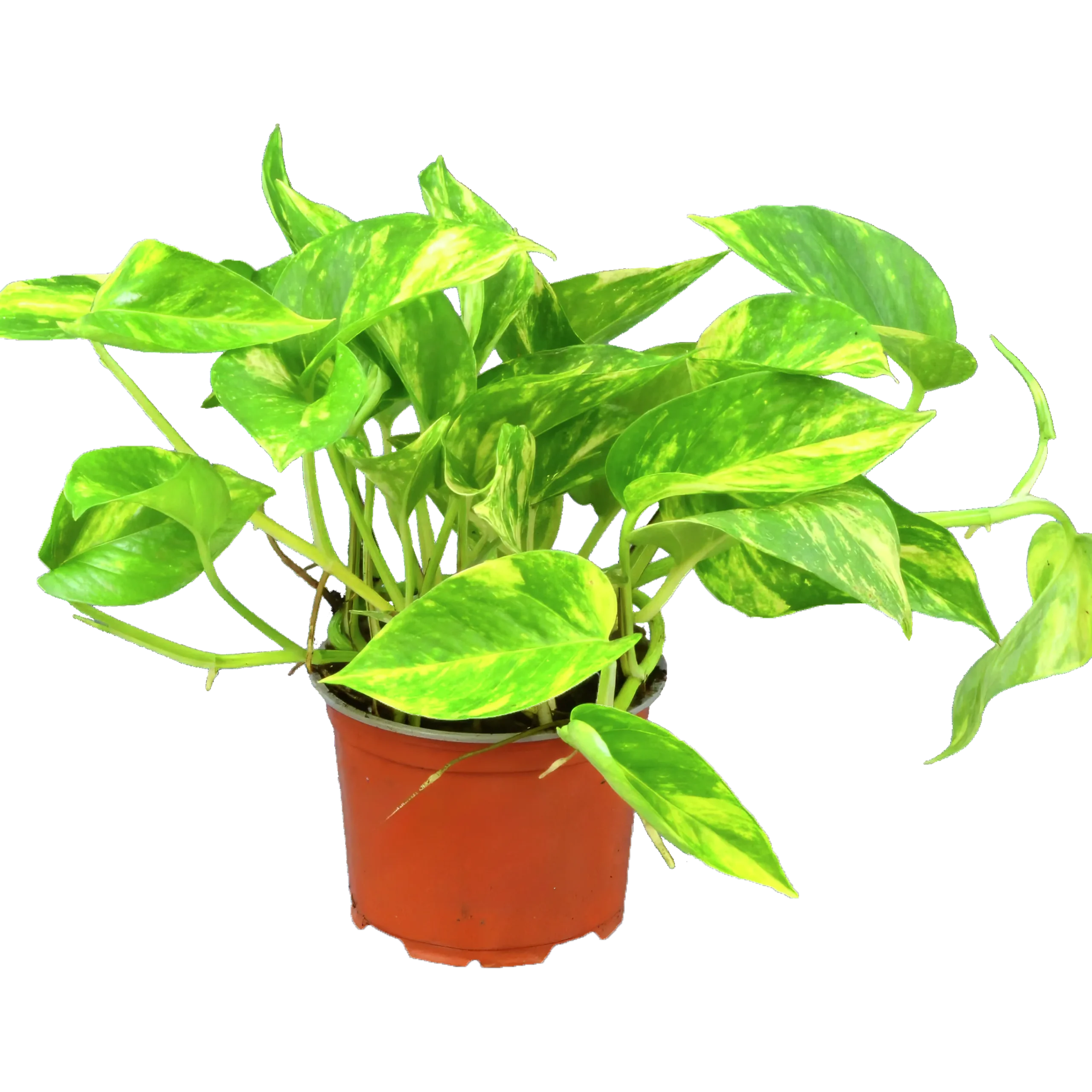 Gullranka lat. Epipremnum aureum Mix>Mäster Grön Outlet