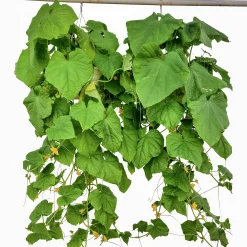 Gurka Ampel lat. Cucumis sativus>Mäster Grön Outlet