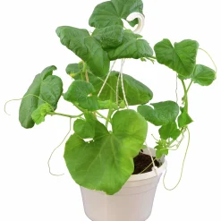 Gurka Ampel lat. Cucumis sativus>Mäster Grön Outlet