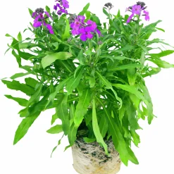 Gyllenlack lat. Erysimum cheiri>Mäster Grön Best