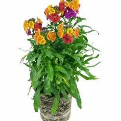 Gyllenlack lat. Erysimum cheiri>Mäster Grön Best
