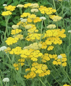 Gyllenrölleka 'Coronation Gold'>Omnia garden Clearance