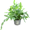 Hartassbräken lat. Phlebodium aureum>Mäster Grön Sale