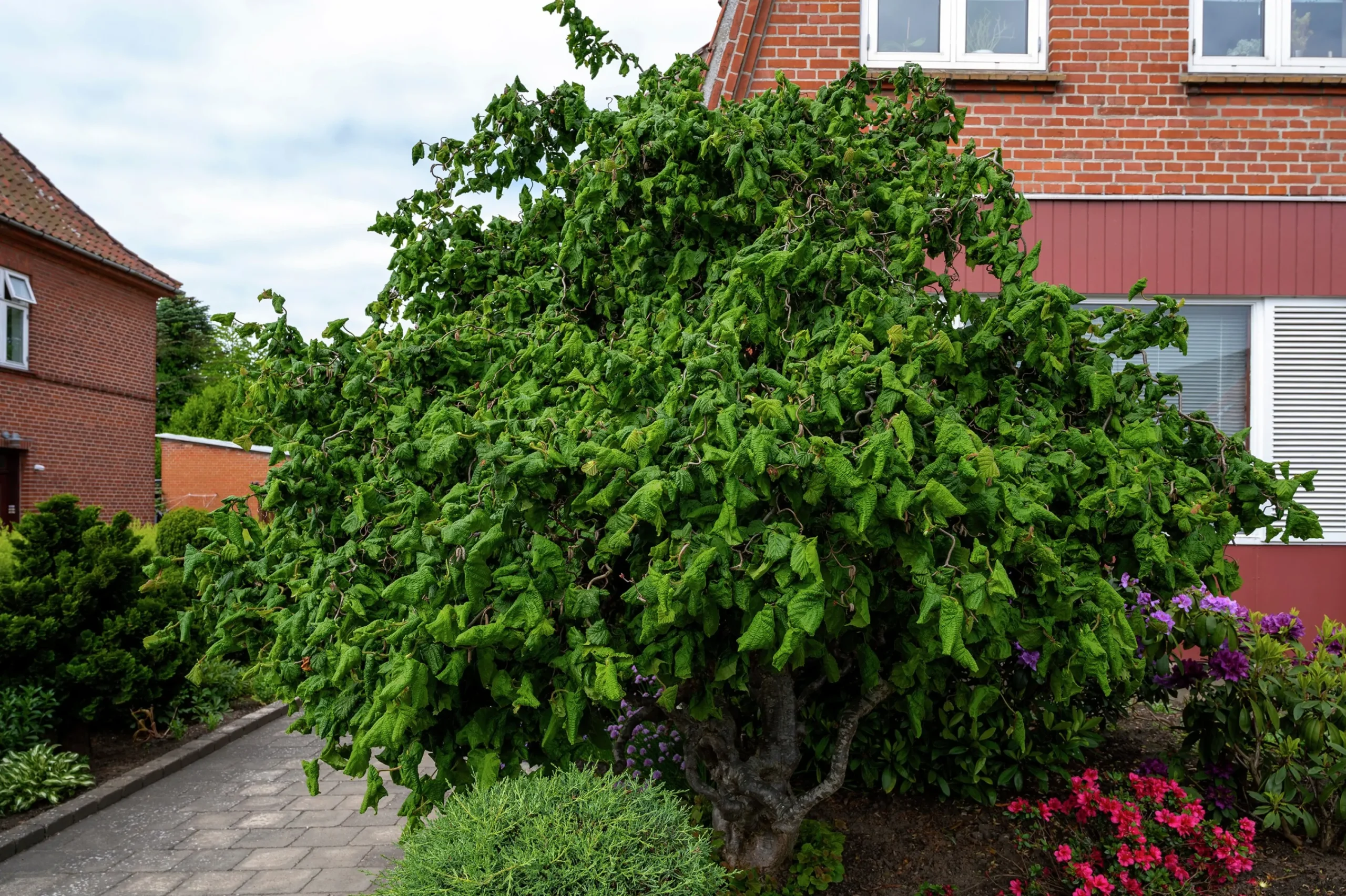 Hassel Krukodlad ca lev.höjd 150-200cm>Omnia garden Online