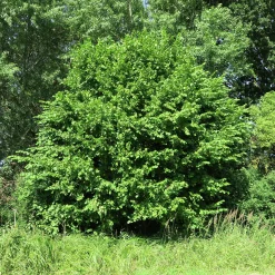 Hassel Krukodlad ca lev.höjd 150-200cm><noscript><img width=