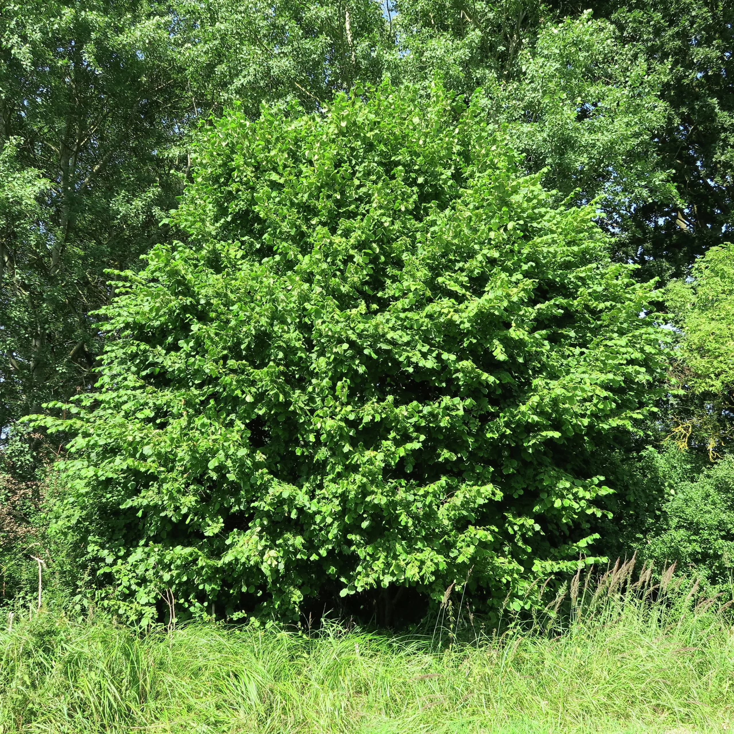 Hassel Krukodlad ca lev.höjd 150-200cm>Omnia garden Online