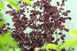 Hasselnöt 'Rote Zellernuss'>Omnia garden Online