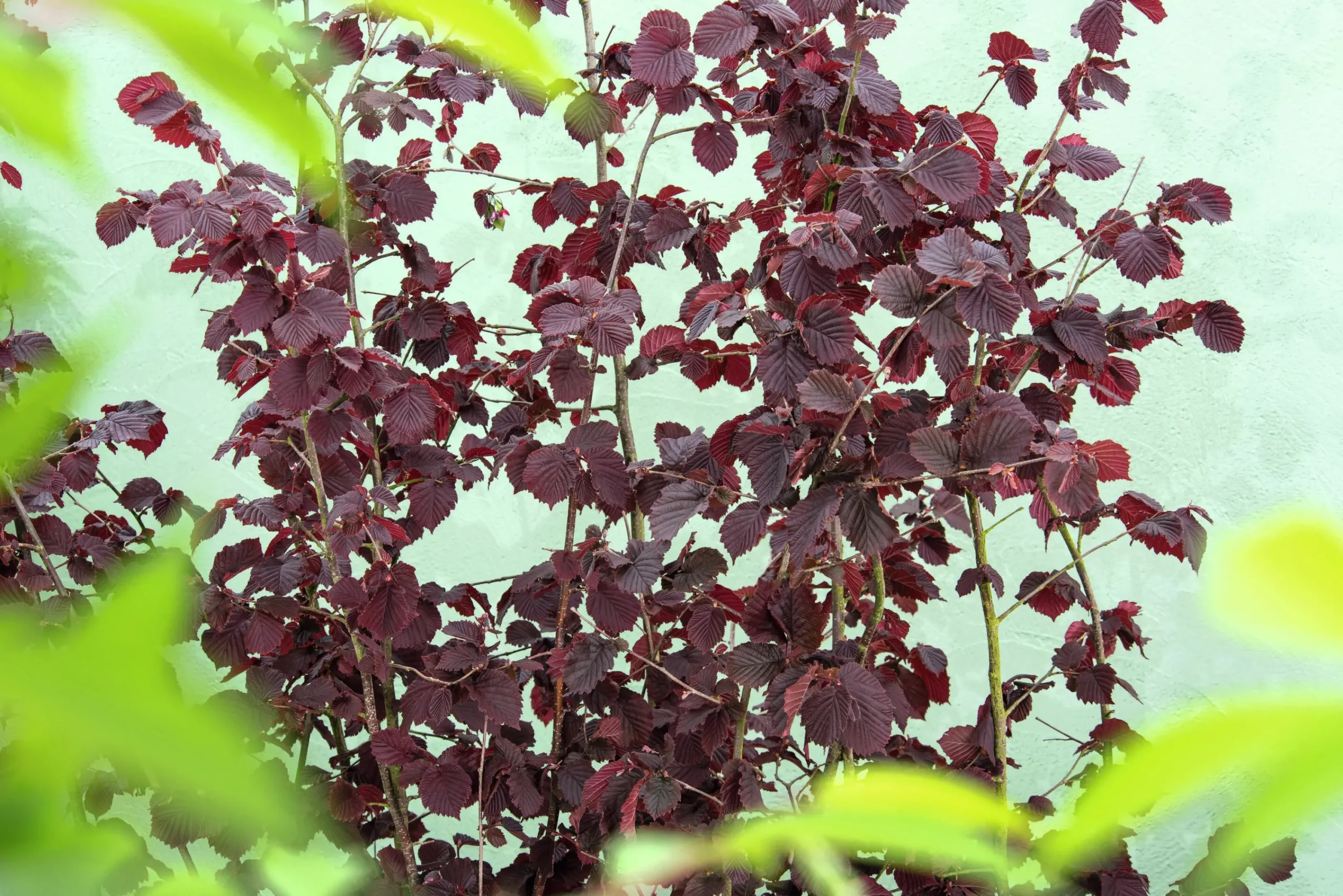 Hasselnöt 'Rote Zellernuss'>Omnia garden Online