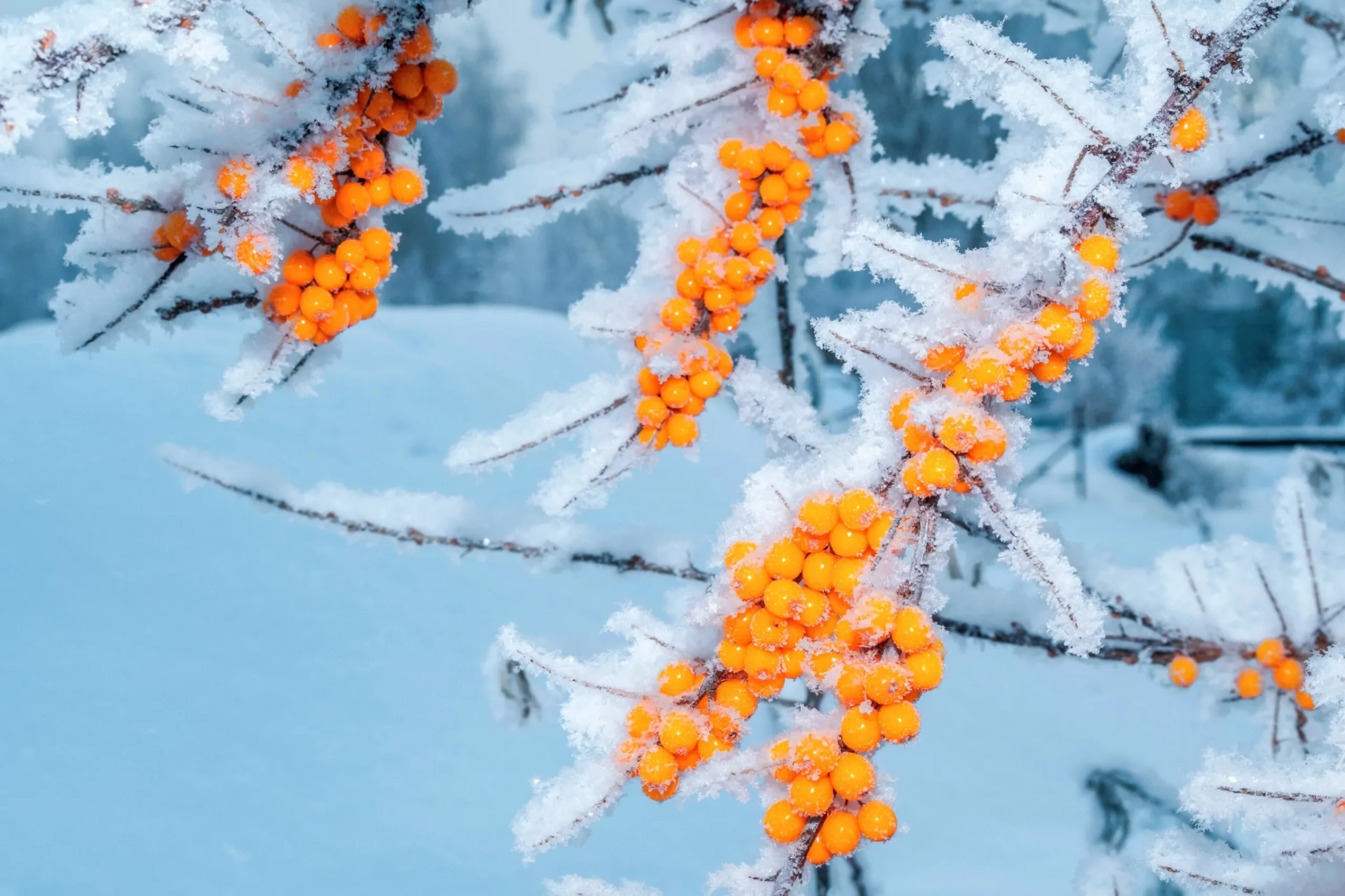 Havtornspaketet 'Trädgårdens vitaminförråd'>Omnia garden Clearance