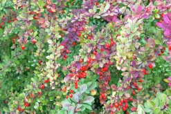Häckberberis Krukodlad>Omnia garden New