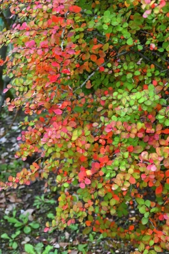 Häckberberis Krukodlad>Omnia garden New