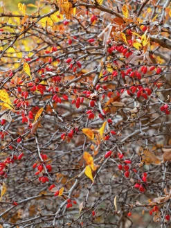 Häckberberis Krukodlad><noscript><img width=