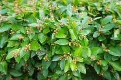 Häckoxbär D:9-11cm Krukodlad>Omnia garden Clearance