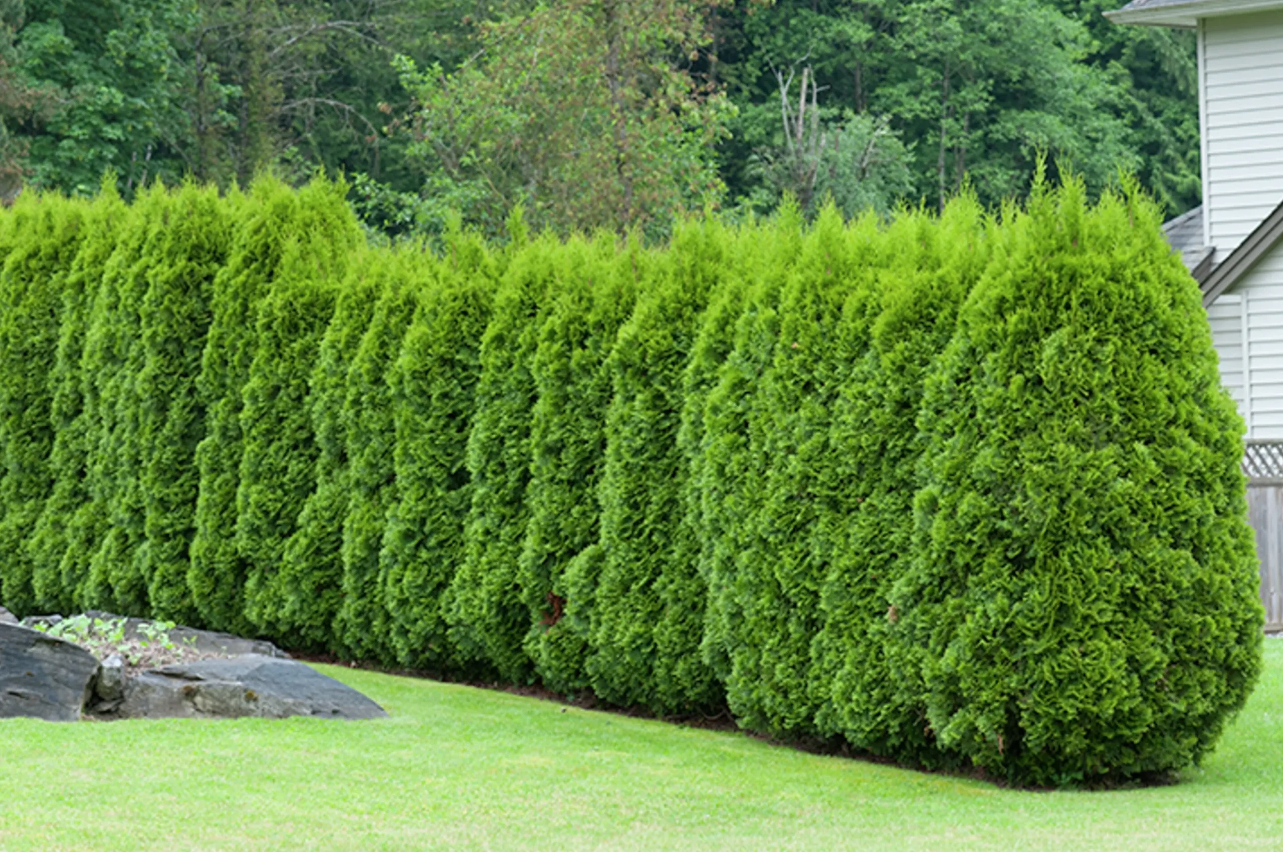 Häcktuja 'Brabant' 20-40cm>Omnia garden Discount