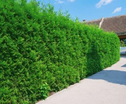 Häcktuja 'Brabant' 80-100cm>Omnia garden