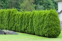 Häcktuja 'Brabant' 80-100cm><noscript><img width=