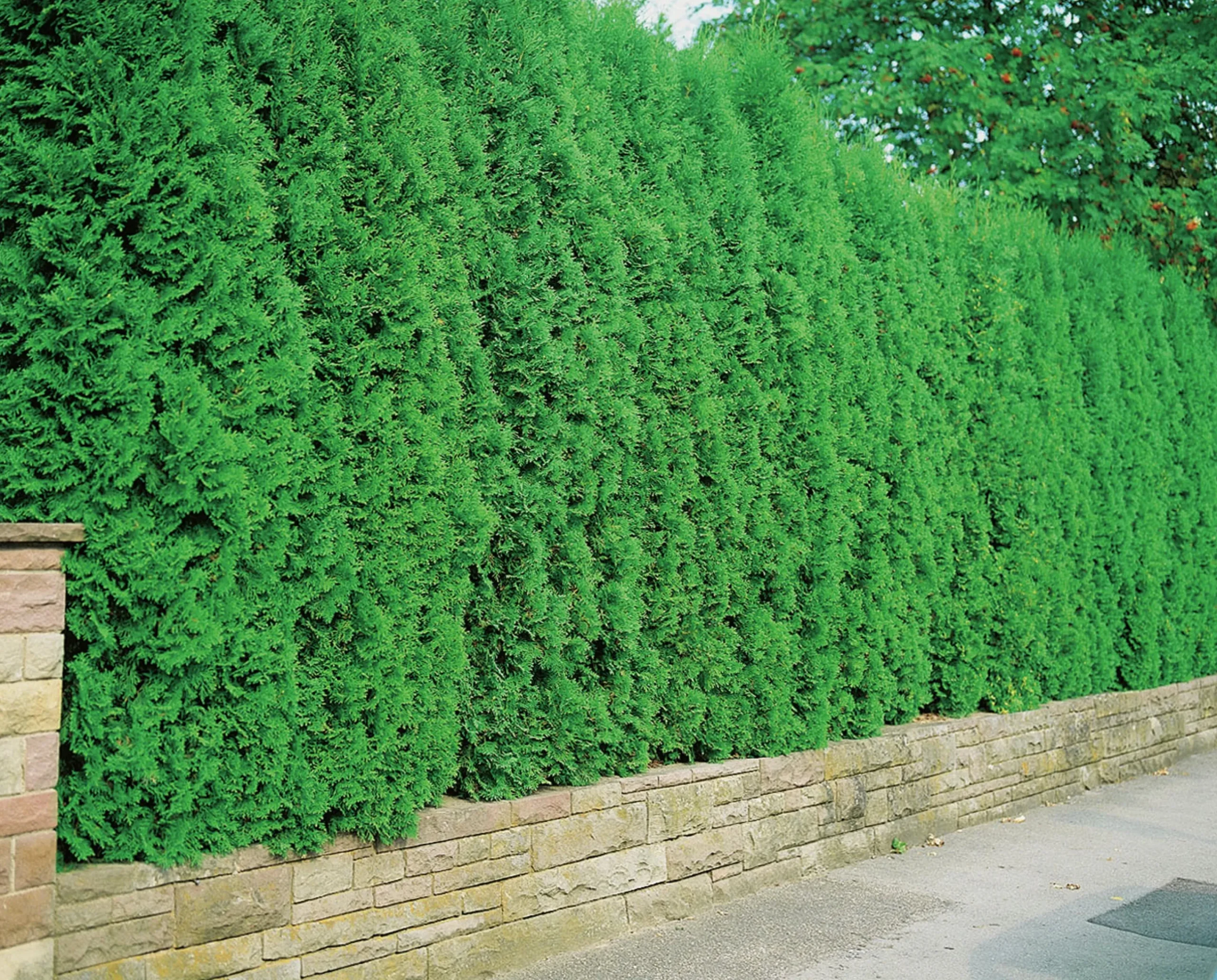 Häcktuja 'Brabant' 100-125cm>Omnia garden Outlet