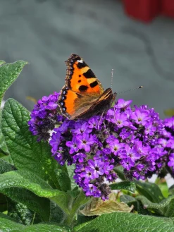 Heliotrop lat. Heliotropium arborescens>Mäster Grön New