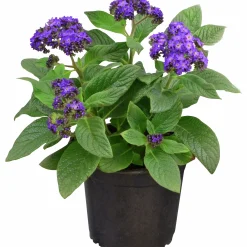 Heliotrop lat. Heliotropium arborescens><noscript><img width=
