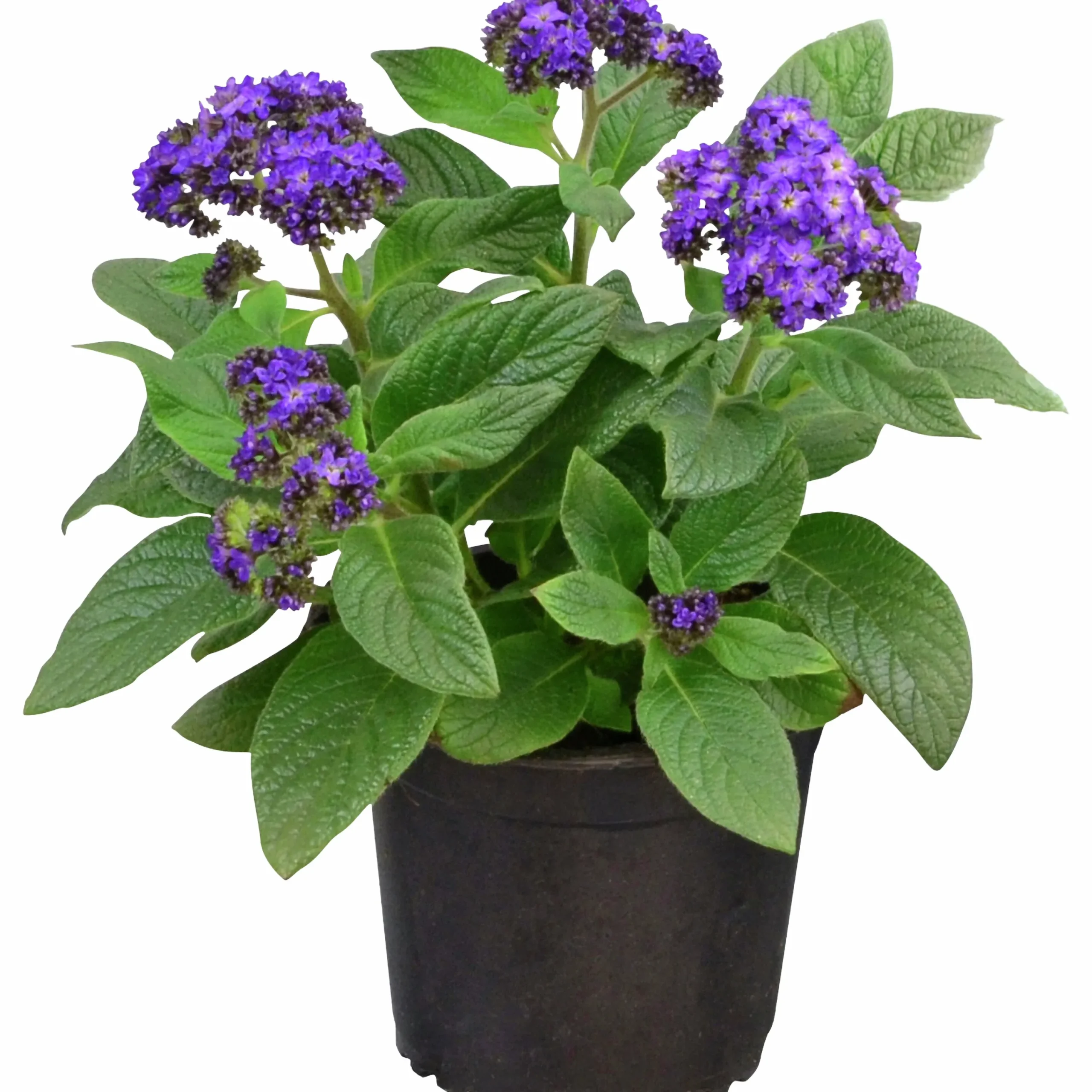Heliotrop lat. Heliotropium arborescens>Mäster Grön New