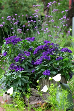 Heliotrop lat. Heliotropium arborescens><noscript><img width=