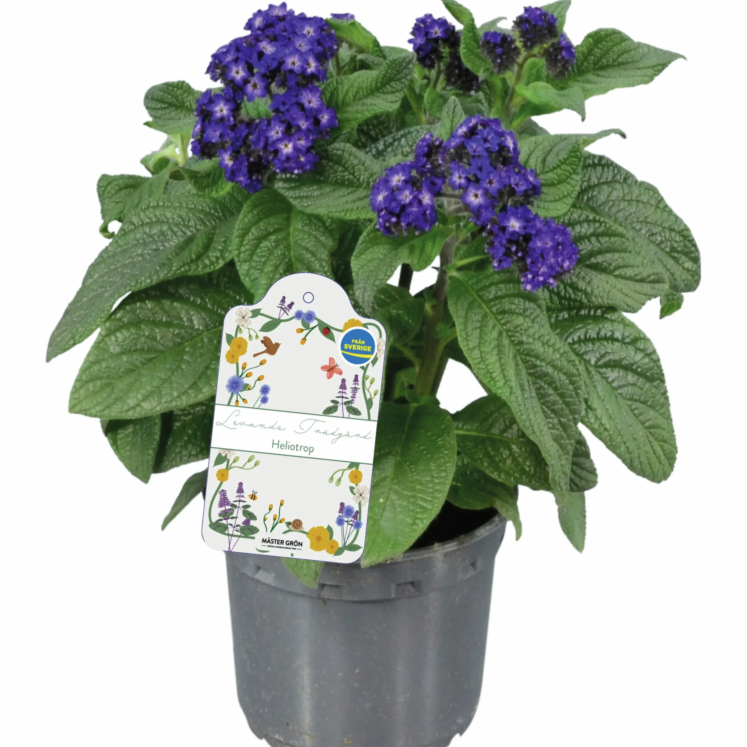 Heliotrop lat. Heliotropium arborescens>Mäster Grön New