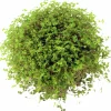 Hemtrevnad lat. Soleirolia soleirolii>Mäster Grön Hot