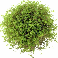 Hemtrevnad lat. Soleirolia soleirolii>Mäster Grön Hot