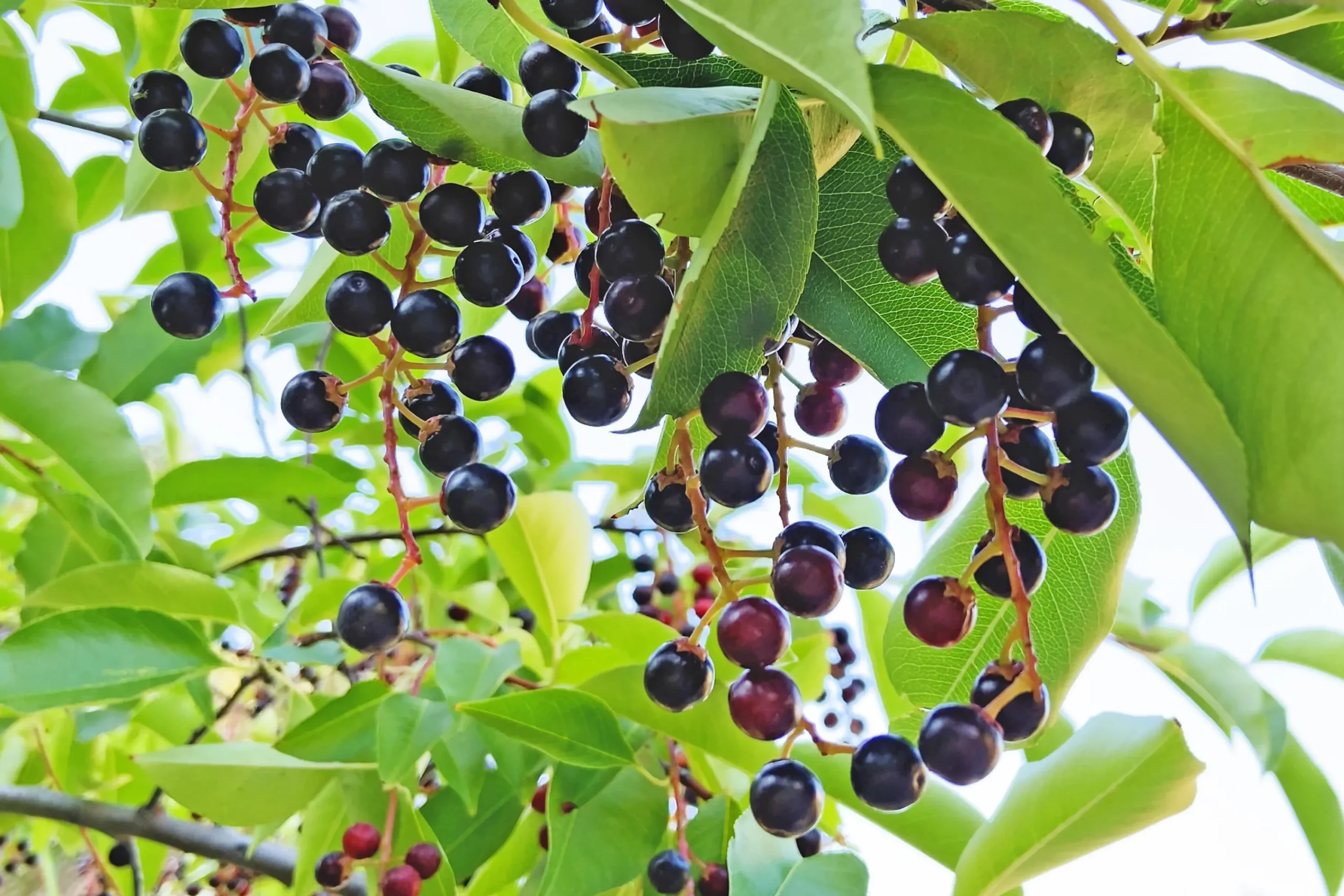 Hägg Barrotad>Omnia garden Sale