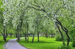 Hägg Krukodlad>Omnia garden Best