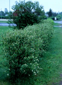 Häggmispel Barrotad>Omnia garden Best