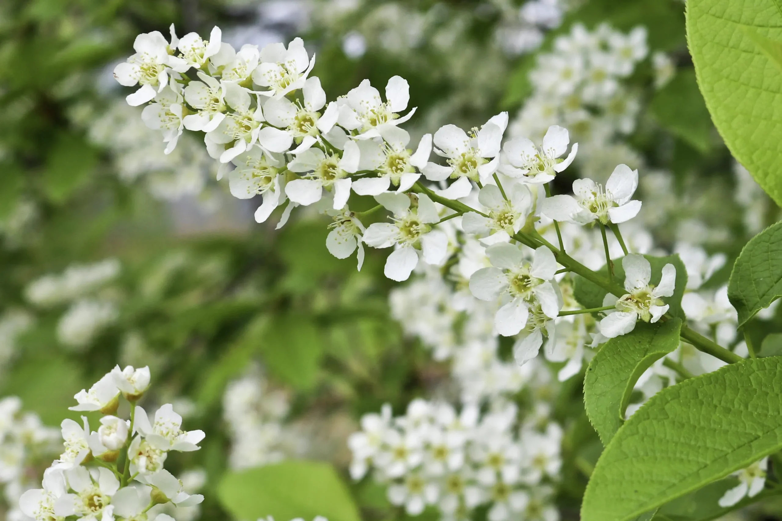 Hägg Ungträd/Flerstammig>Omnia garden Online