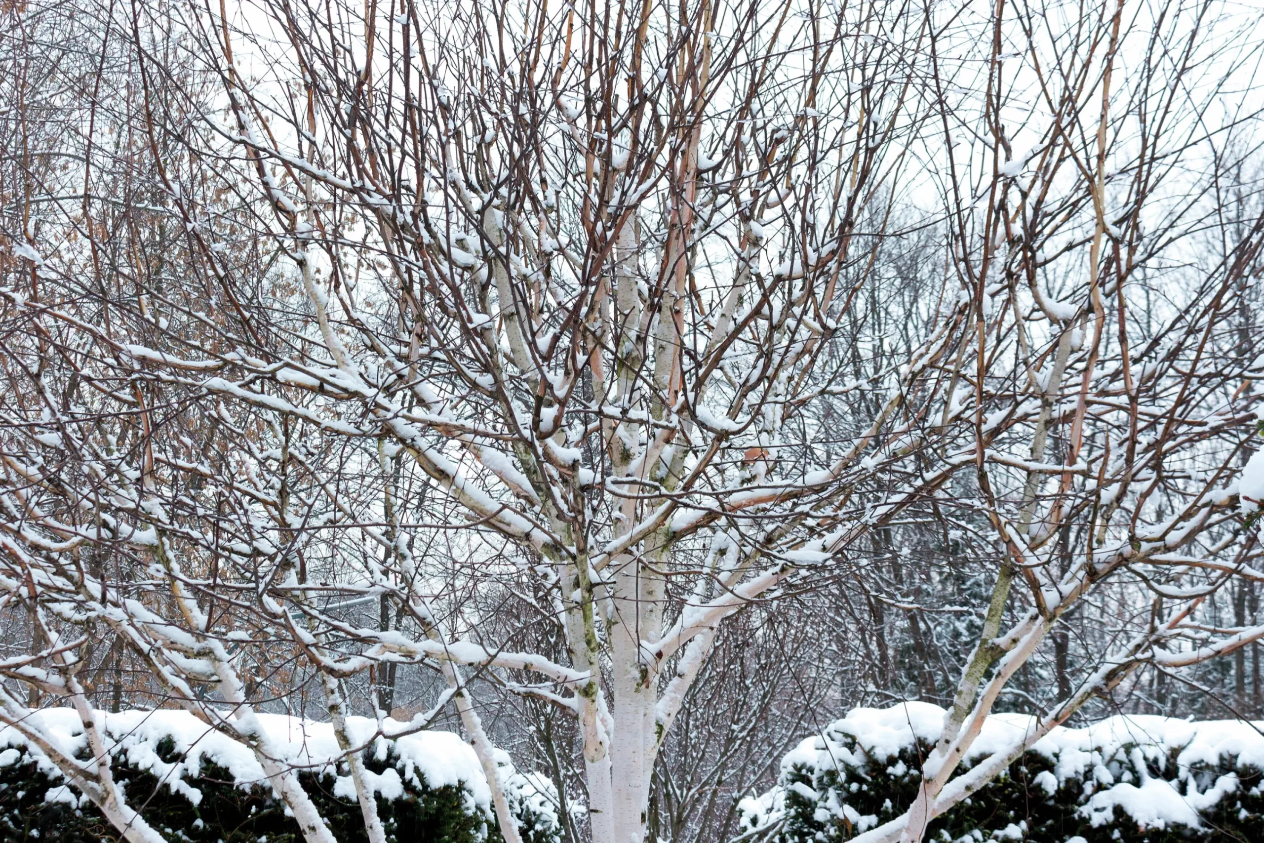 Himalajabjörk>Omnia garden Online
