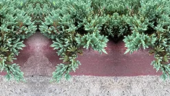 Himalaya-en 'Blue Carpet' Krukodlad>Omnia garden Online