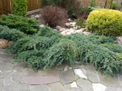 Himalaya-en 'Blue Carpet' Krukodlad>Omnia garden Online