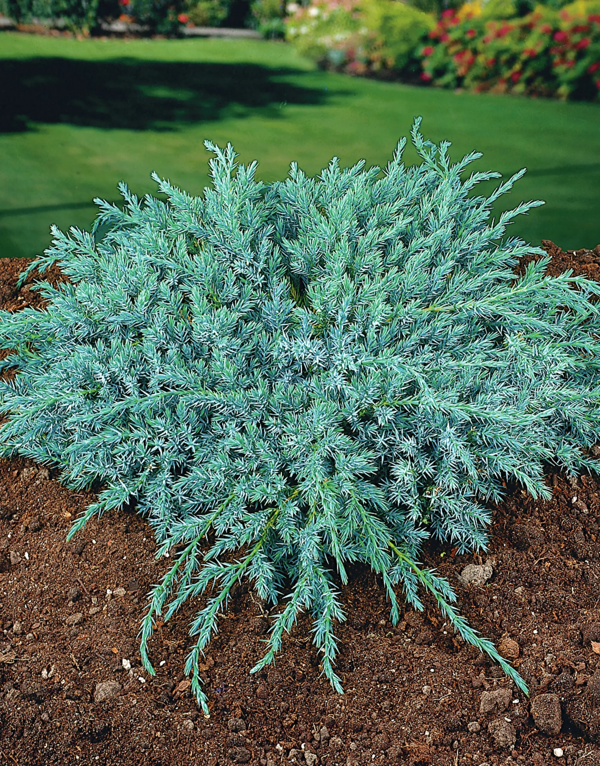 Himalaya-en 'Blue Carpet' Krukodlad>Omnia garden Online