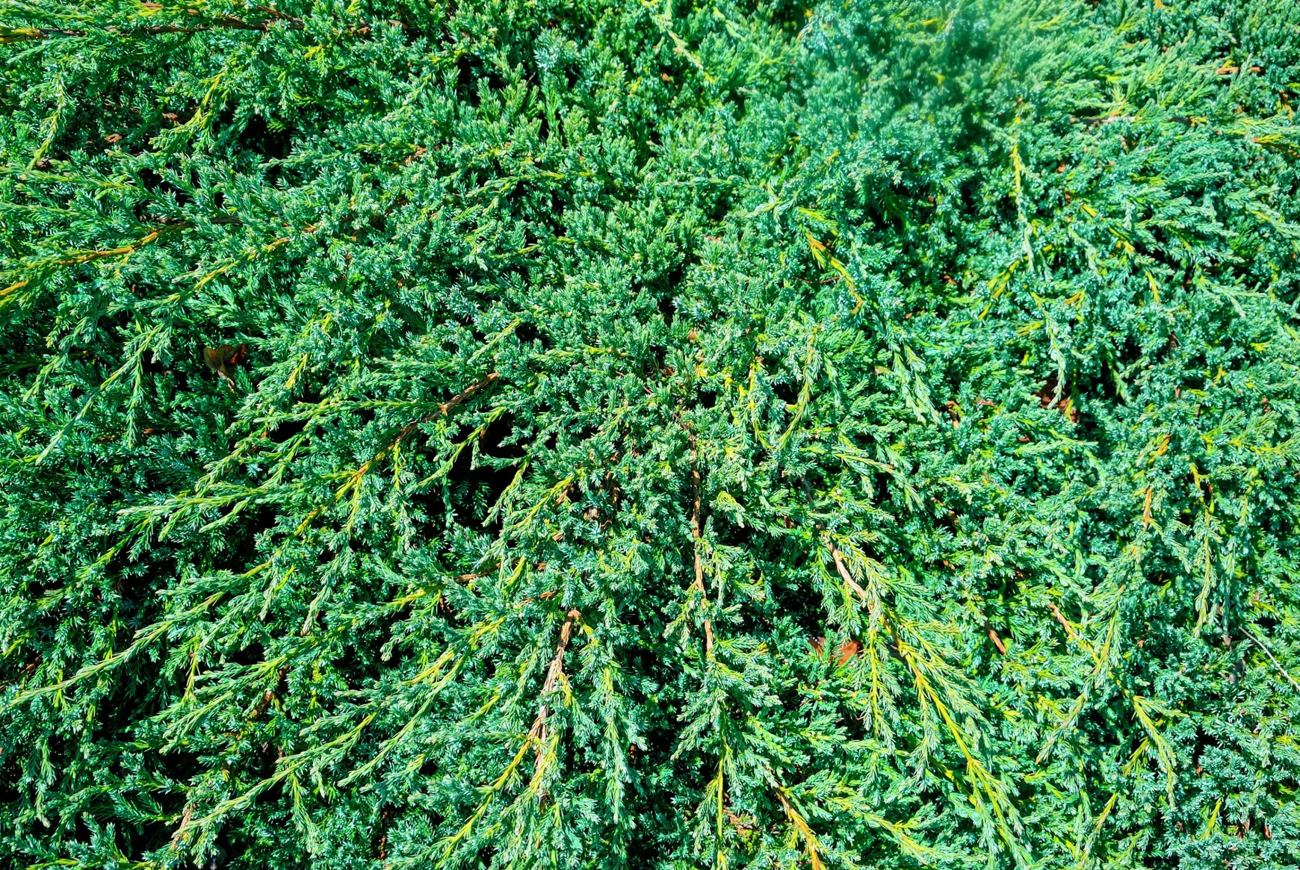 Himalaya-en 'Blue Carpet' Krukodlad>Omnia garden Online