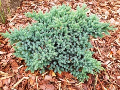 Himalaya-en 'Blue Star' Krukodlad>Omnia garden Discount