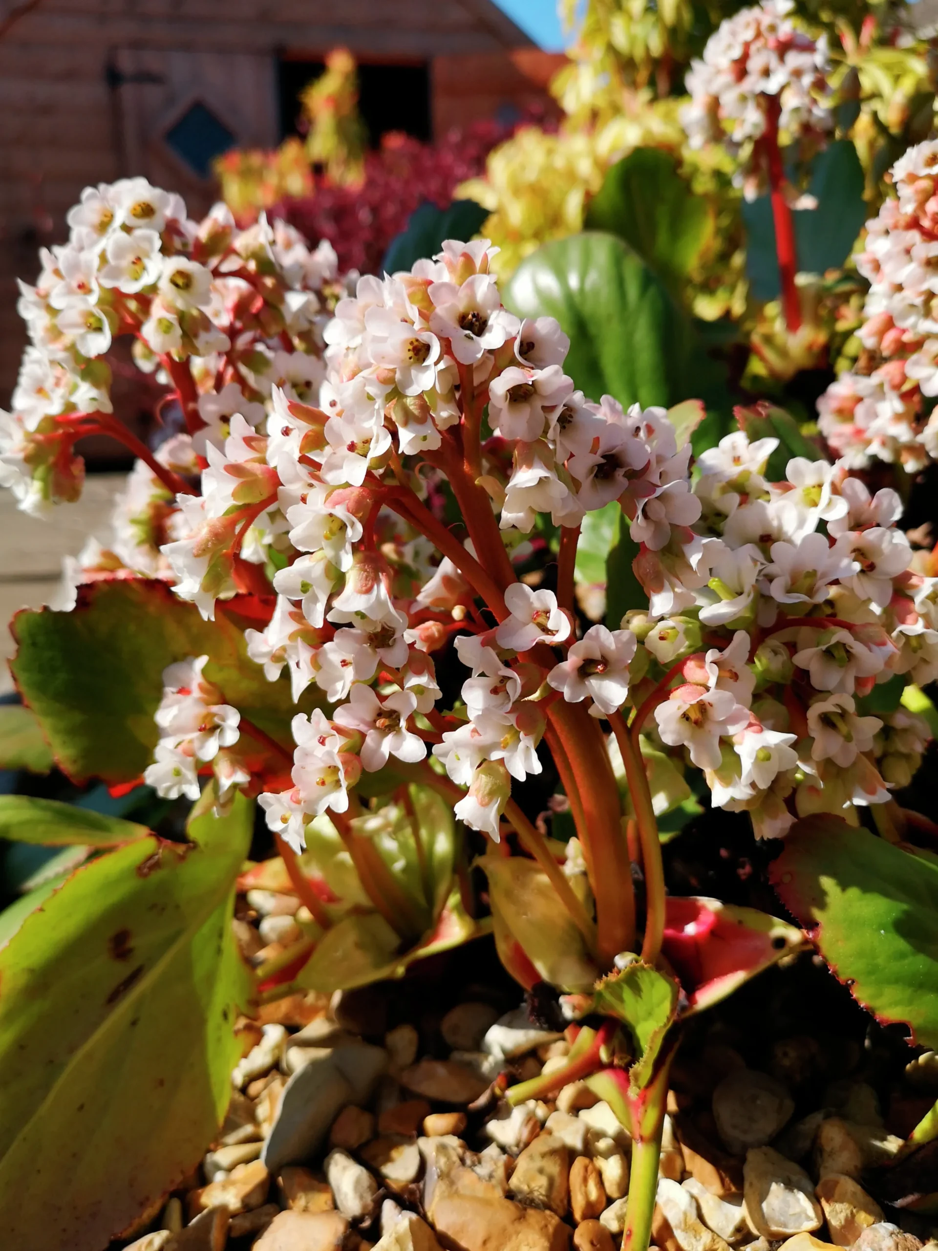 Hjärtbergenia 'Bessingham White'>Omnia garden New