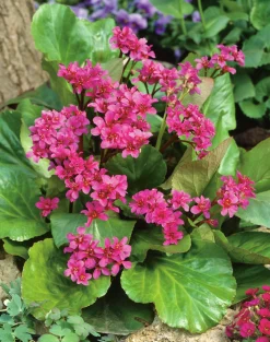 Hjärtbergenia 'Rotblum'>Omnia garden Clearance