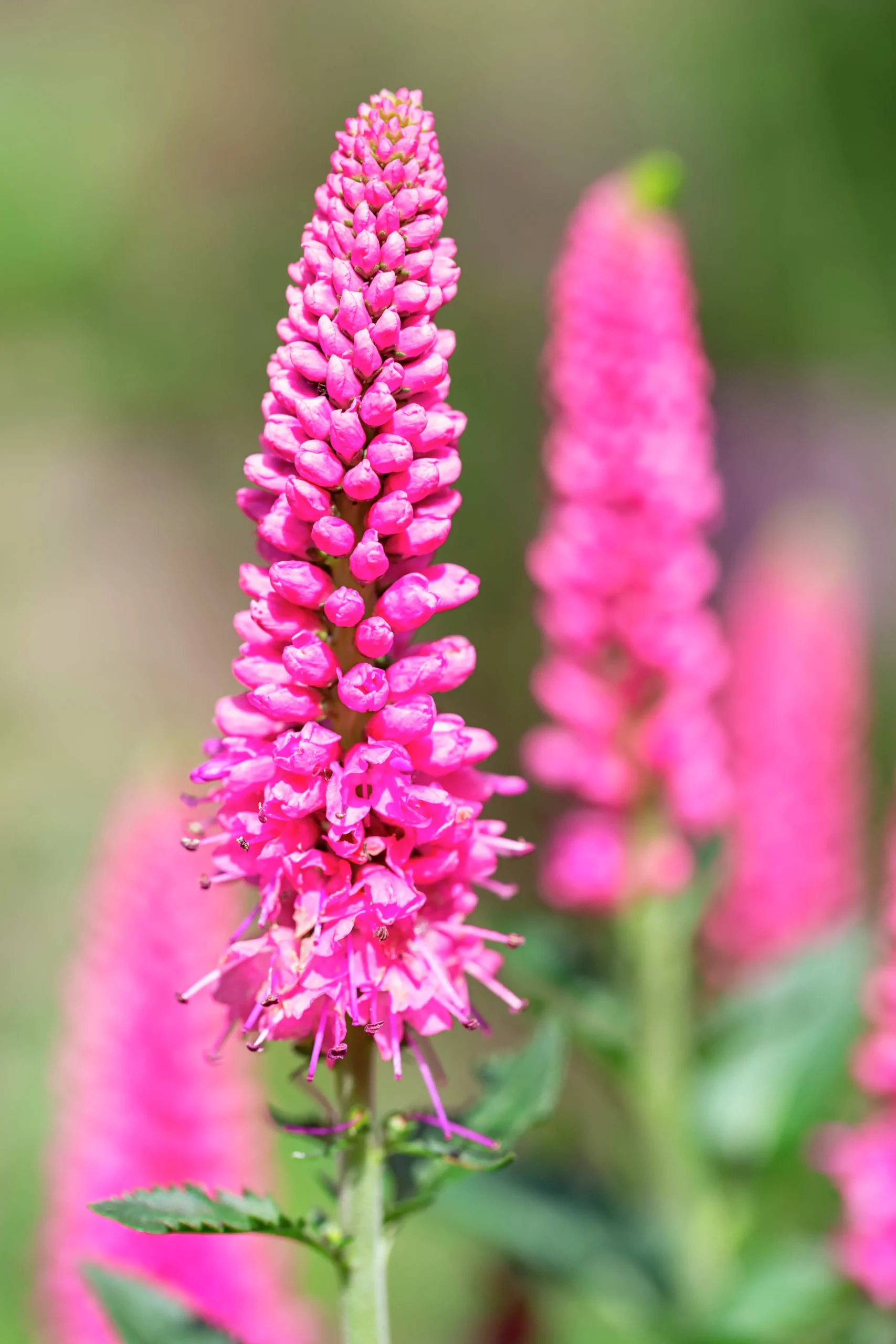 Hällveronika 'First Love'>Omnia garden Clearance