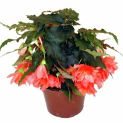 Hängbegonia lat. Begonia x tuberhybrida Pendula>Mäster Grön Clearance