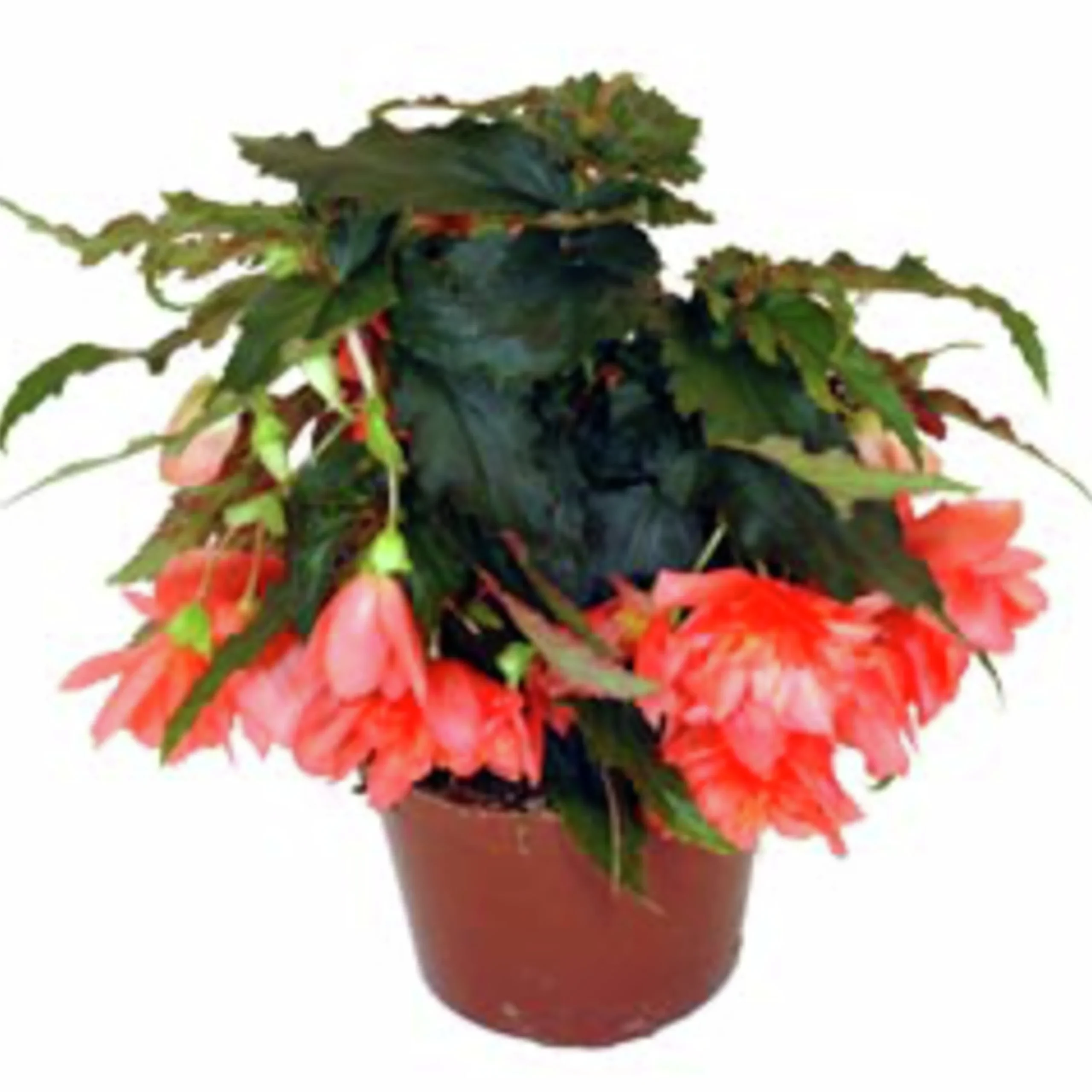 Hängbegonia lat. Begonia x tuberhybrida Pendula>Mäster Grön Clearance