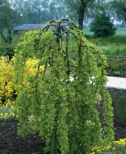 Hängkaragan>Omnia garden Discount