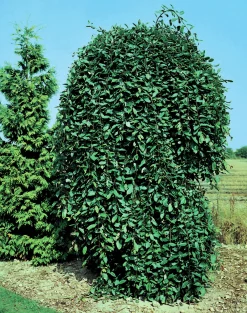 Hängsälg 'Kilmarnock'>Omnia garden Clearance