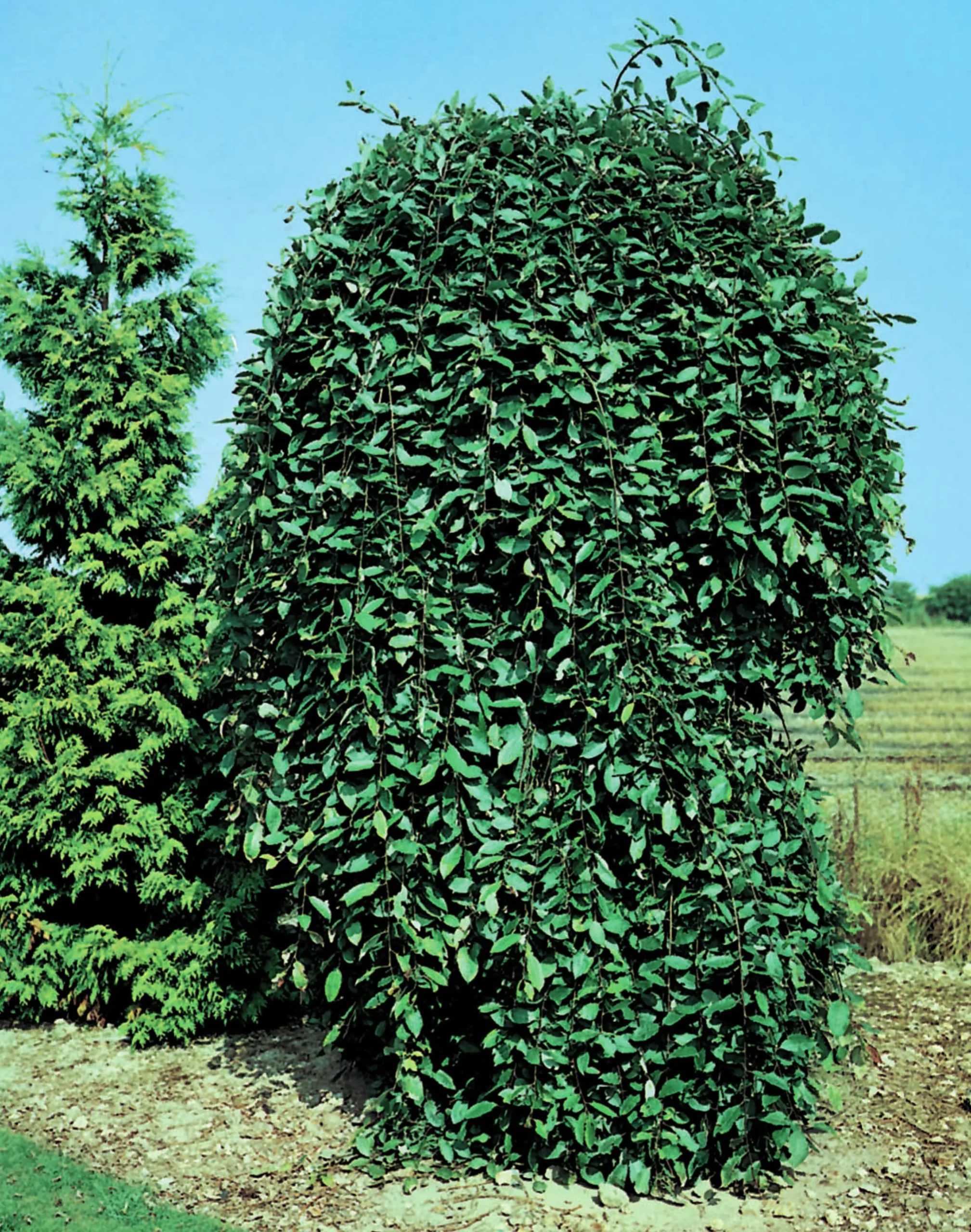 Hängsälg 'Kilmarnock'>Omnia garden Clearance