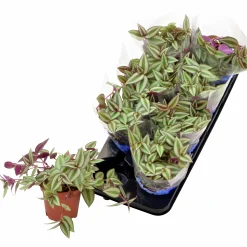 Homejoy lat. Sedum Pilea Mix><noscript><img width=
