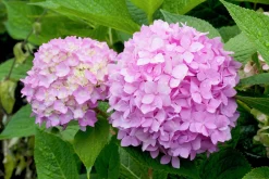 Hortensia 'Blushing Bride' Krukodlad>Omnia garden
