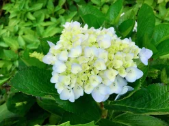Hortensia 'Blushing Bride' Krukodlad><noscript><img width=